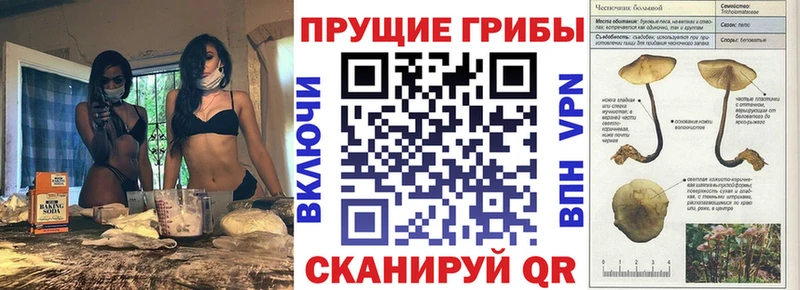 купить закладку  Торжок  Псилоцибиновые грибы прущие грибы 
